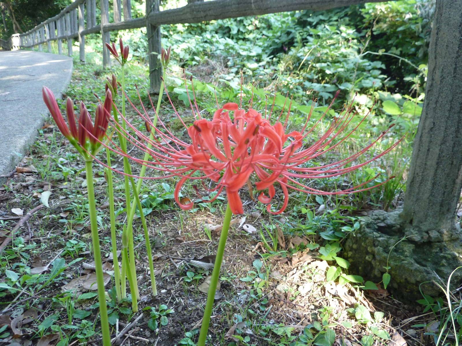 彼岸花が咲き始めました。の写真