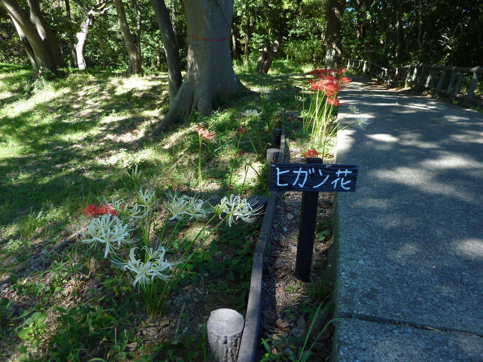 彼岸花が満開となりました。の写真