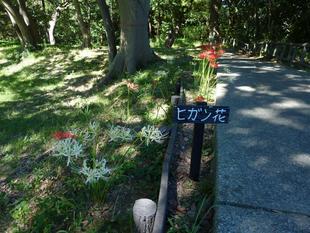 彼岸花が満開となりました。