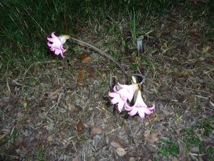 ハナズイセンが咲いています。