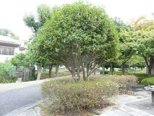 キンモクセイが満開となっています。