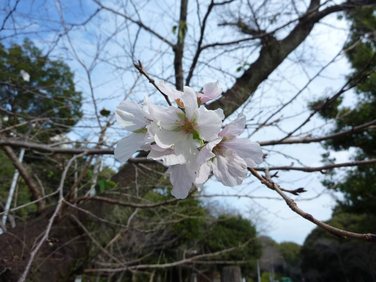 10月桜|｜ブログ|富岡総合公園公式サイト｜公益財団法人 横浜市緑の協会