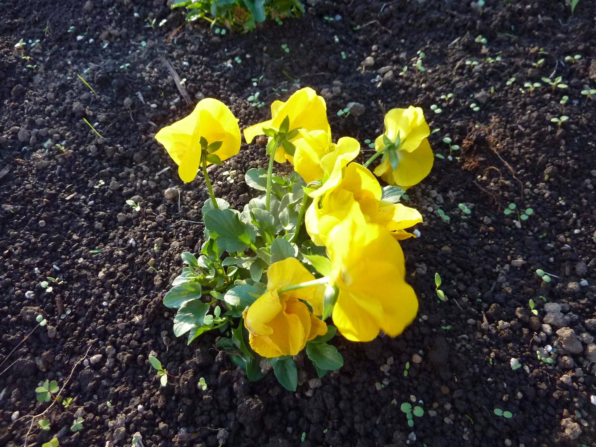 花壇の花苗植えの写真