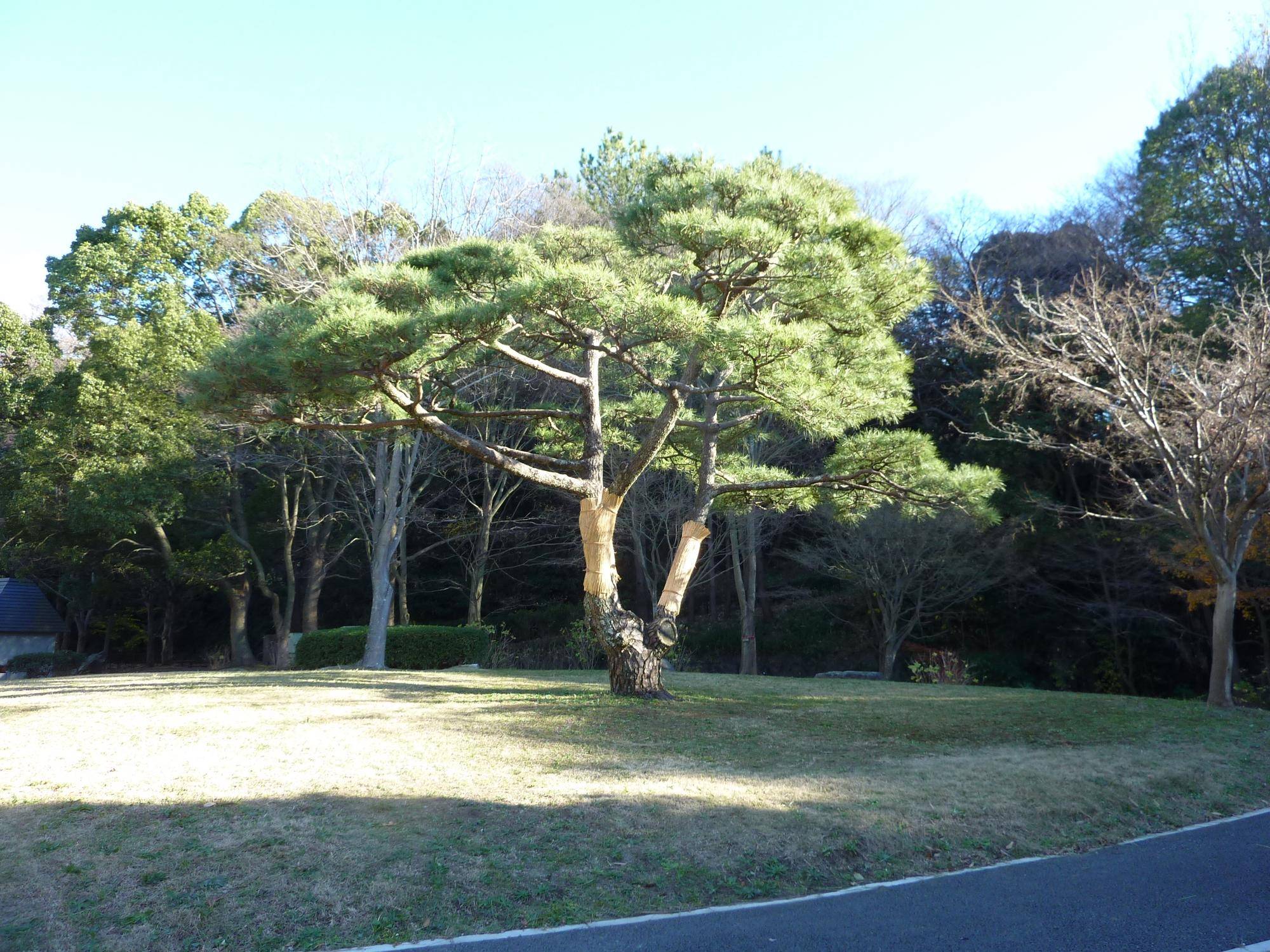 松もみあげとコモ巻きの写真