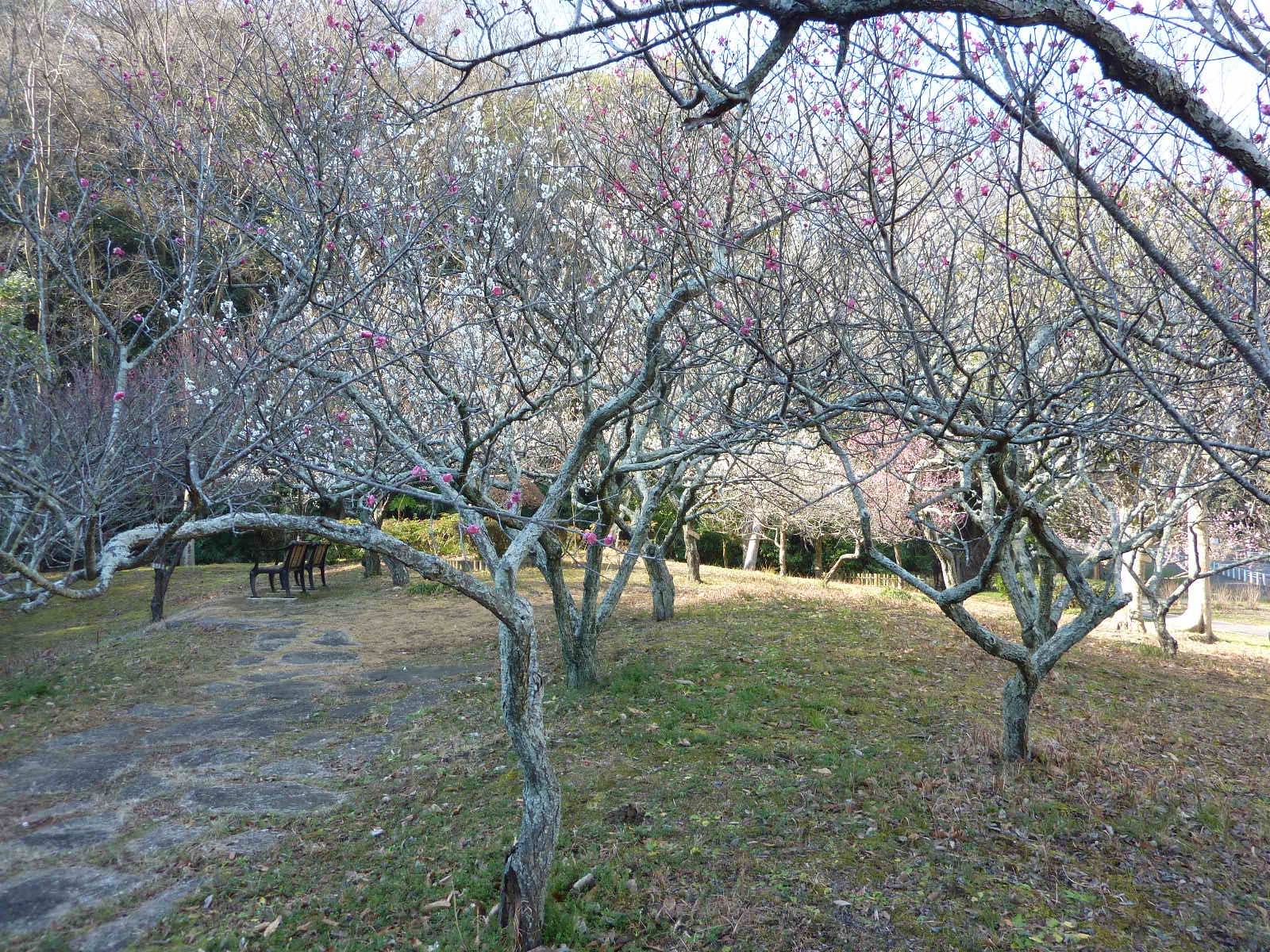 梅が咲き始めました。の写真