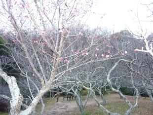 紅梅が咲いています。