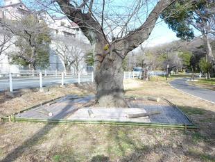 桜のマルチング