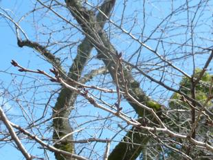 桜開花情報2024年3月1日