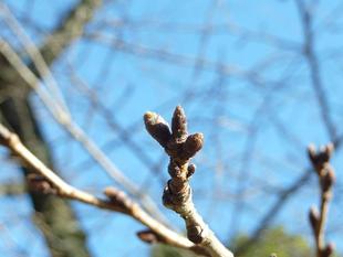桜開花情報2024年3月14日