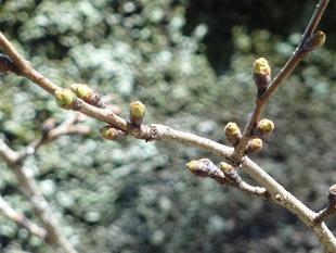 桜開花情報2024年3月22日