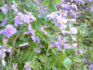 花が咲いています。