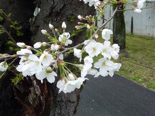 桜開花情報2024年4月4日