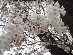 桜開花情報2024年4月6日