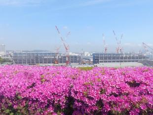 ツツジが満開です