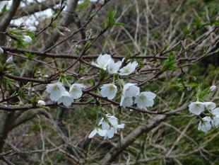  桜開花情報2024年4月2日