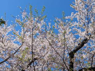 桜開花情報2024年4月10日