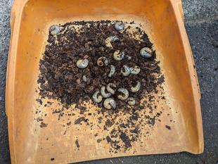 富総の仲間たち