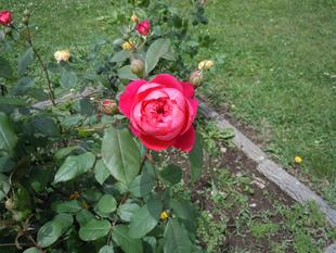 バラがきれいです