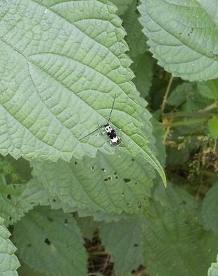 かわいいカミキリムシ出現