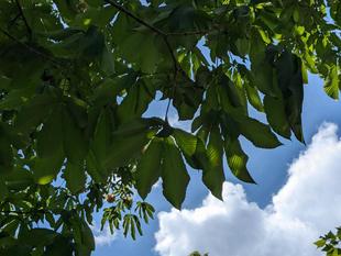 木に咲く花：トチノキ