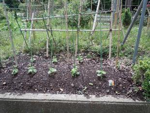 グリーンカーテンはじめました