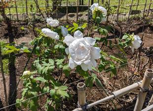 立てばシャクヤク座ればボタン