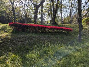 ツツジとサツキ