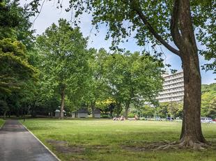 うちのプラタナス