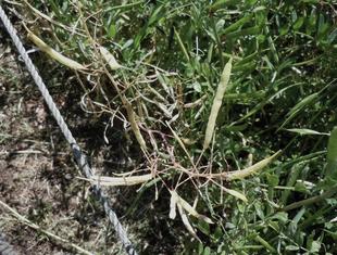 園地のお仕事：菜の花の種取り