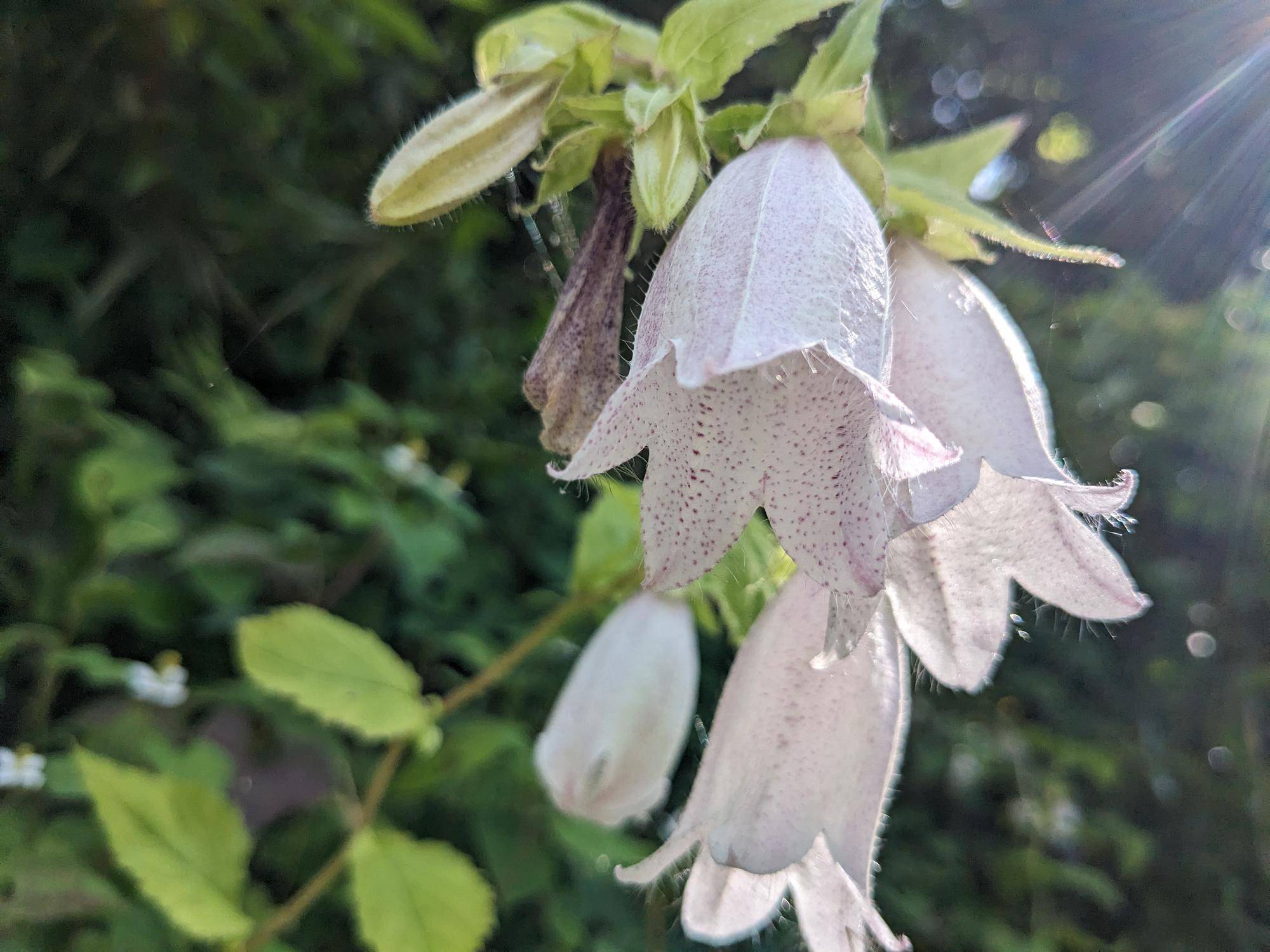 ホタルブクロが満開ですの写真