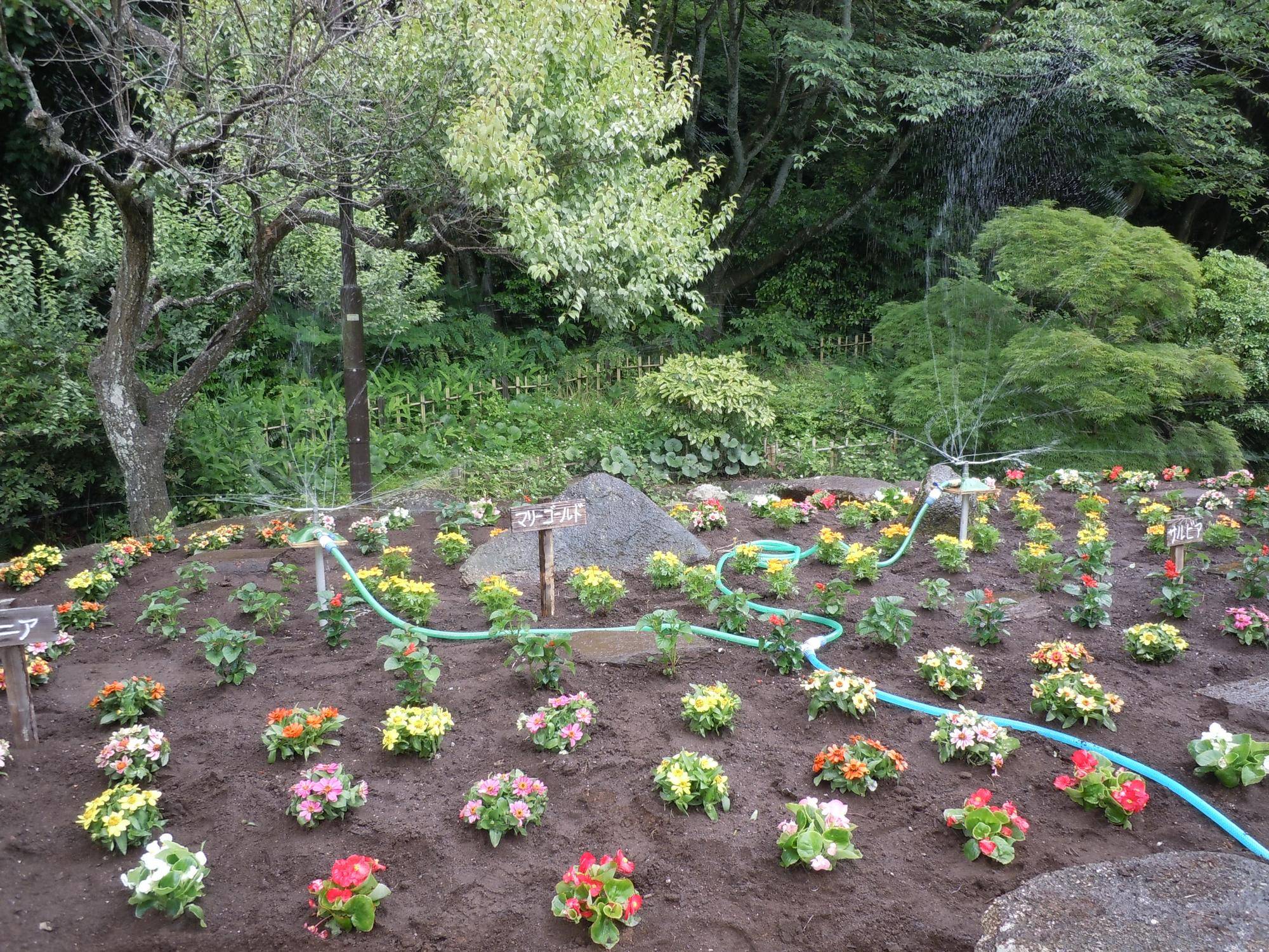 花植えシーズン到来!の写真
