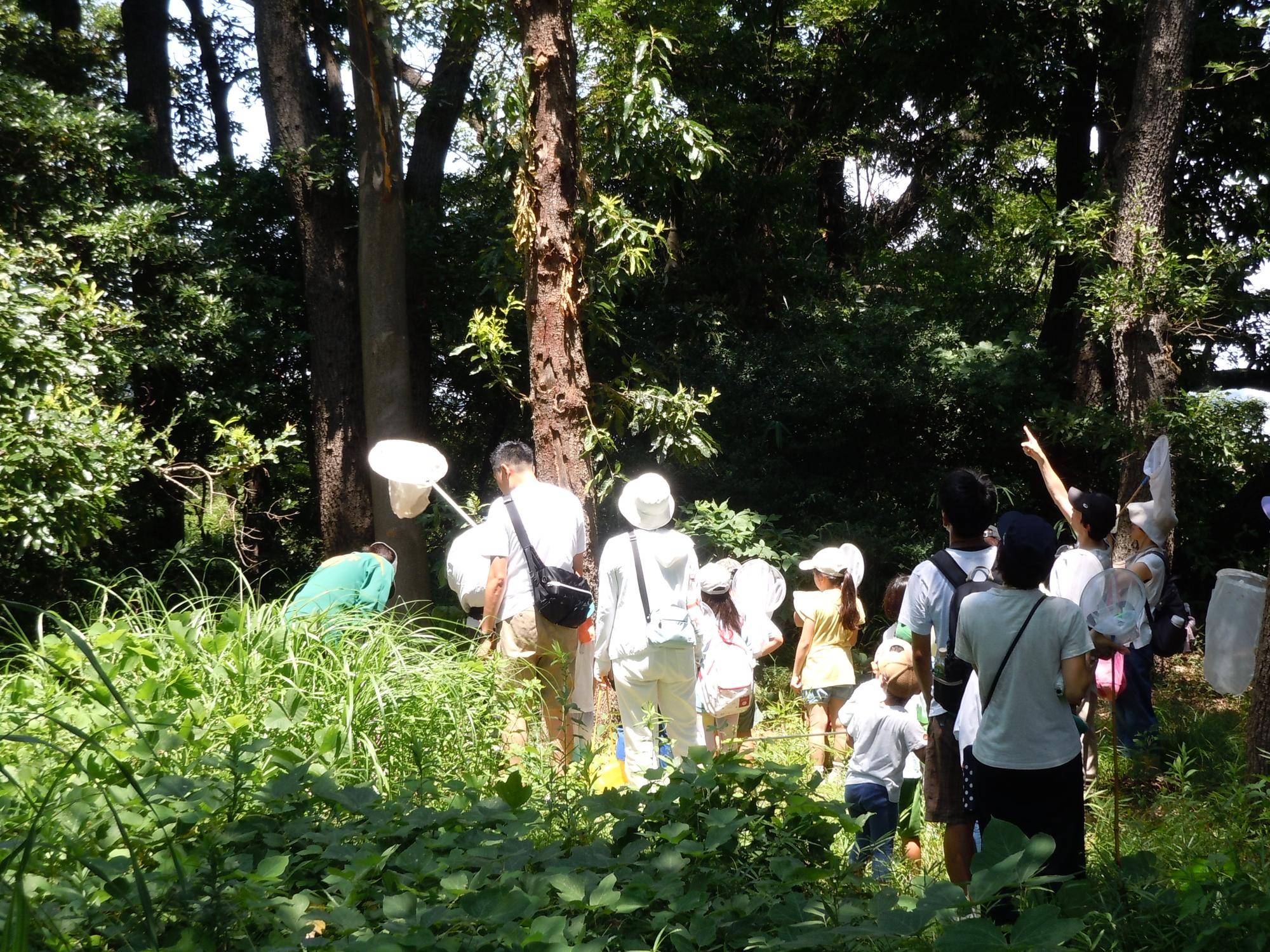 夏休み昆虫観察会を開催しましたの写真