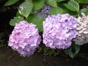 富総のアジサイをお見逃しなく！