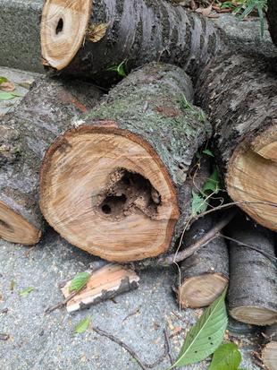 高木伐採の仕事