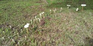 富総に妖精あらわる！？