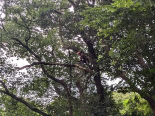 ツリークライミングで剪定作業を行いました！