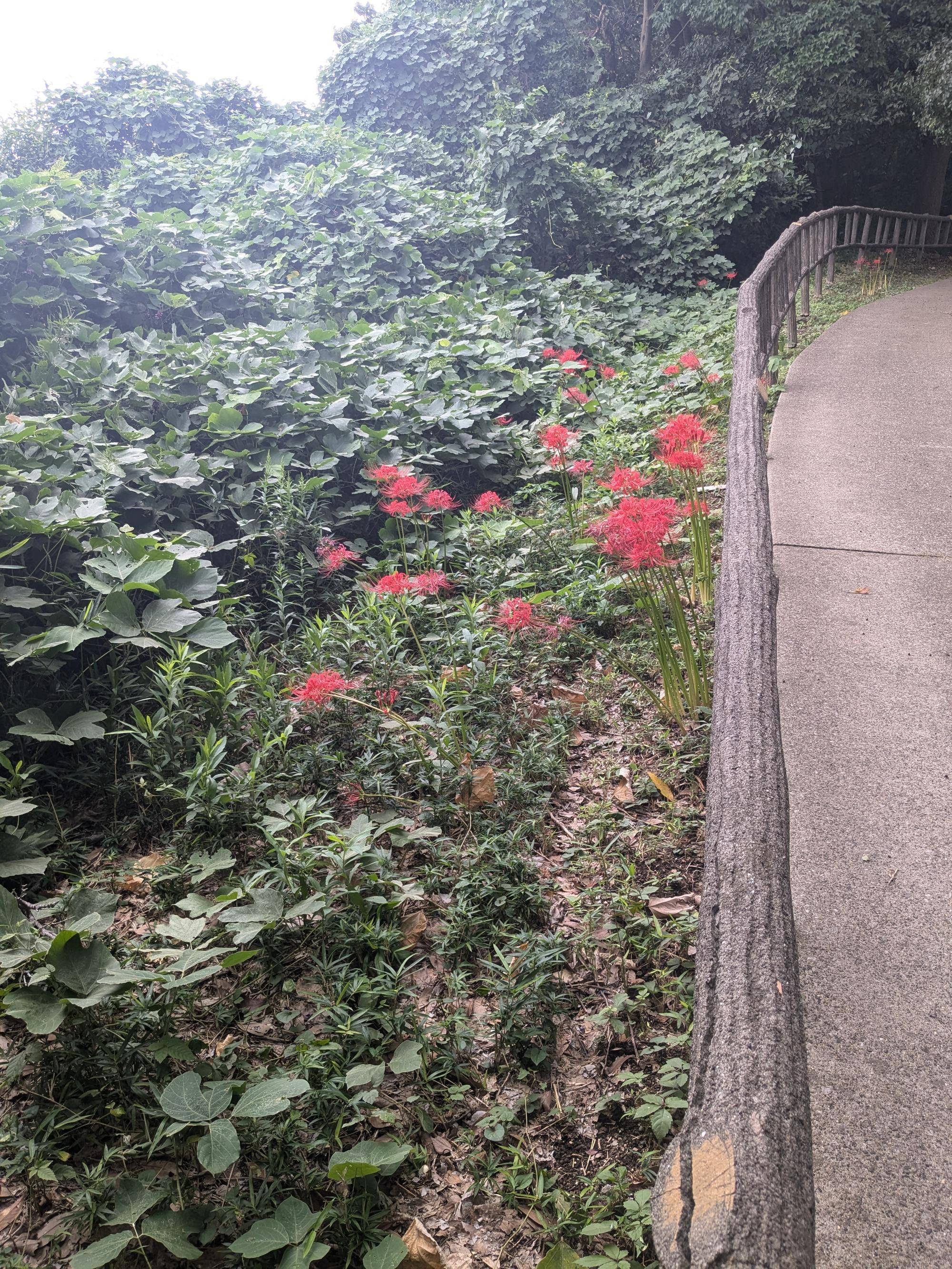 彼岸花が咲いていますの写真