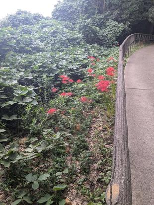 彼岸花が咲いています