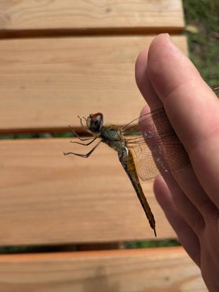 10月6日「トンボとり大作戦」を実施しました♪