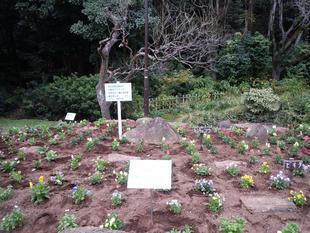 秋の花壇をつくりました