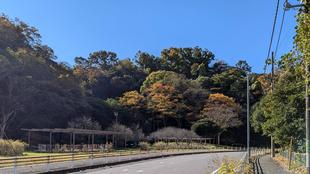 山粧う（やまよそおう）