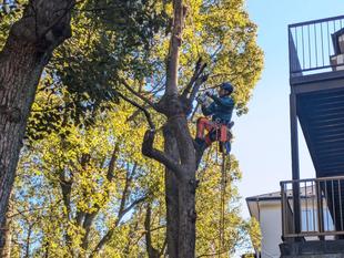 冬のツリークライミング作業