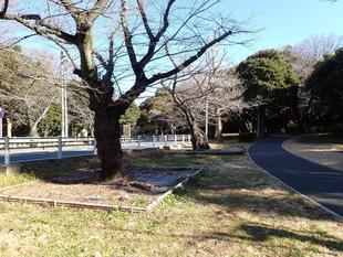 桜のマルチング