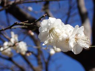 もうすぐ春ですね♪