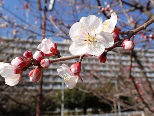 ウメが見頃を迎えています