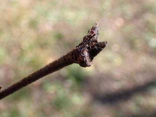 桜開花情報2025年2月28日