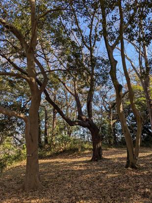 ネッシー登場!?