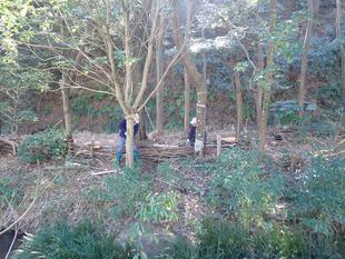 カントリーヘッジの補修