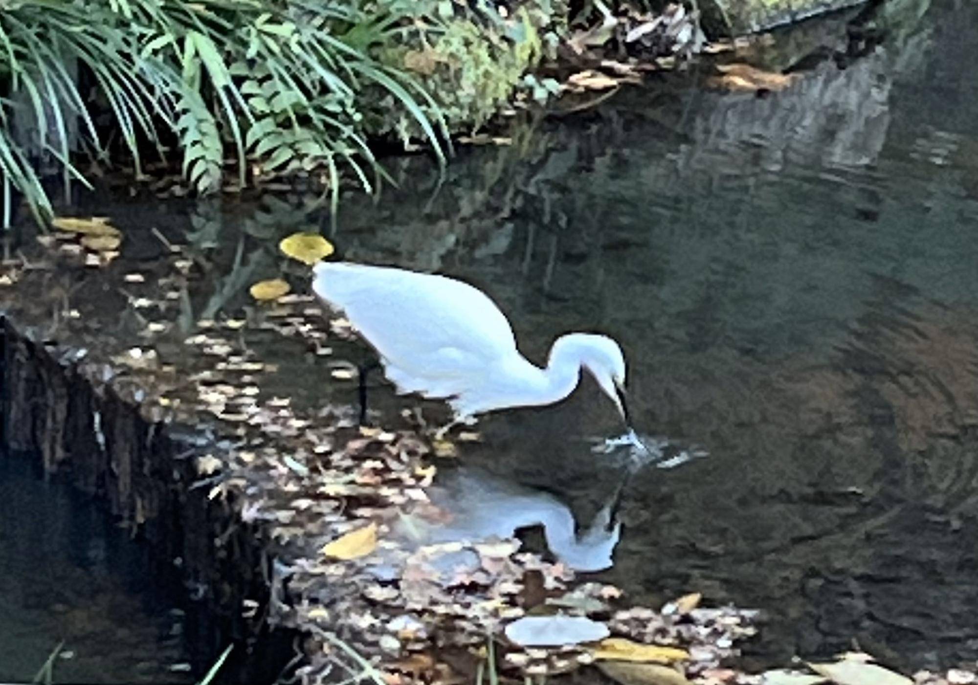 富岡総合公園のいきものたちの写真