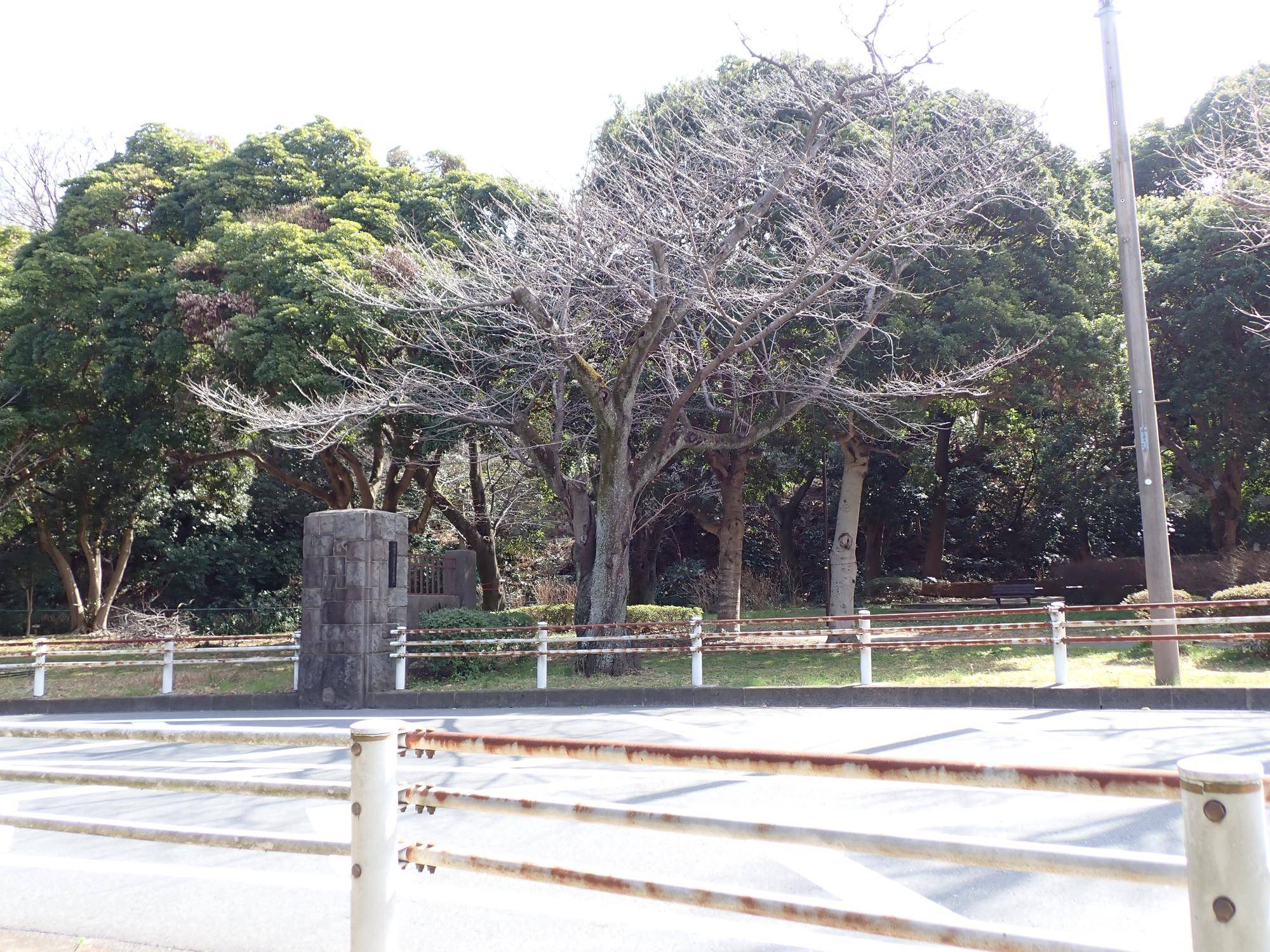 サクラ開花状況2025年3月14日の写真